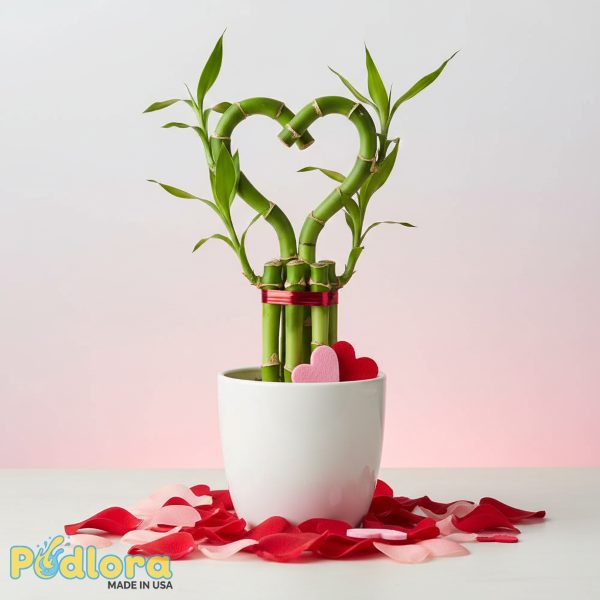 Heart Shaped Bamboo Plant Living Valentines Day Gift Heart Shaped Bamboo Plant Living Valentines Day Gift